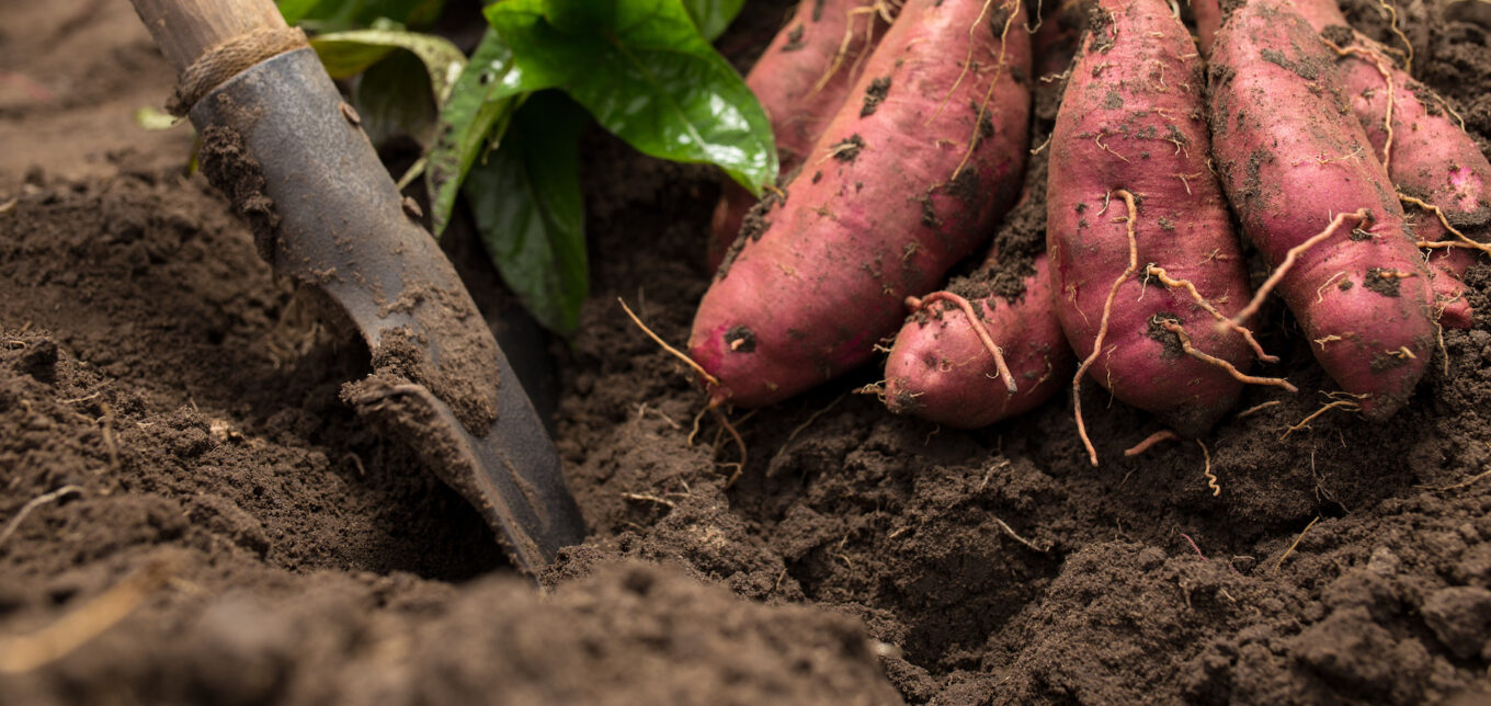 When To Harvest Sweet Potatoes – Mother Earth News - Vimarsana News